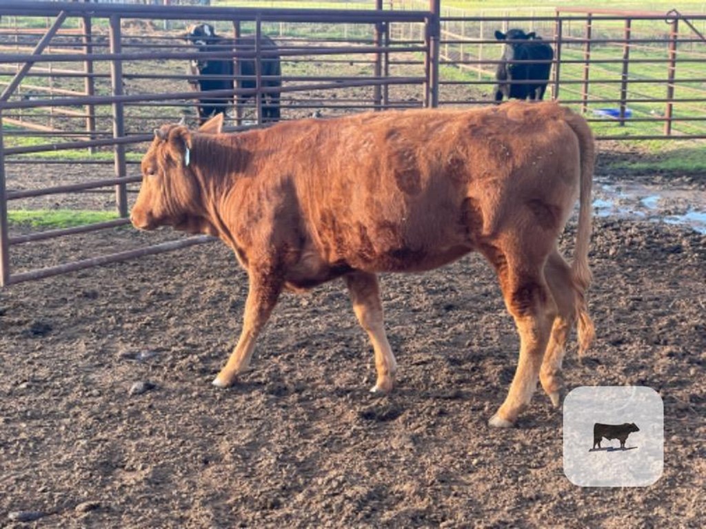 Cattle Range Listing Photo