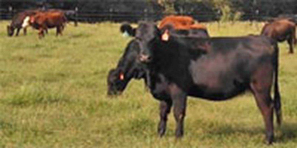 65 Angus/Red Angus Bred Heifers... N. Central AR