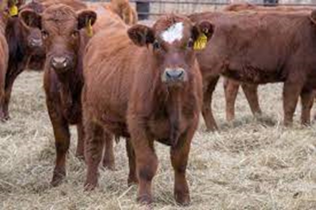 Feeder Cattle Markets in Transition