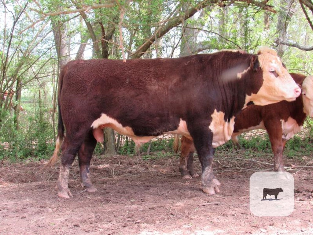 Cattle Range Listing Photo
