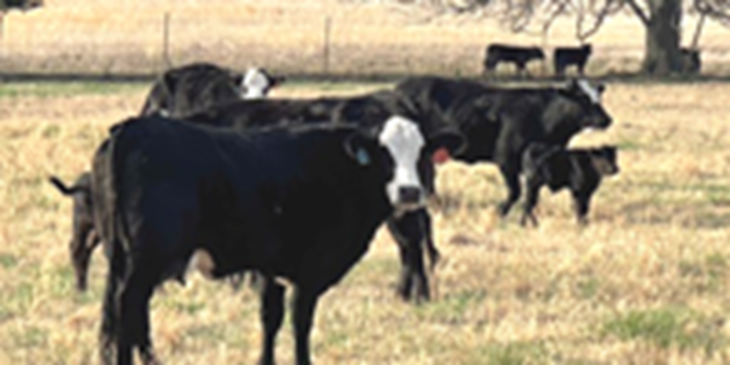 64 Angus/Brangus Super Baldy 1st-Calf Heifers w/ 30+ Calves... Northeast OK