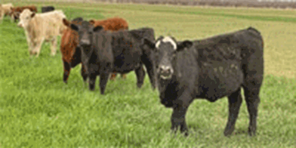 100 Angus, Red Angus & Charolais Rep. Heifers... W. Central TX