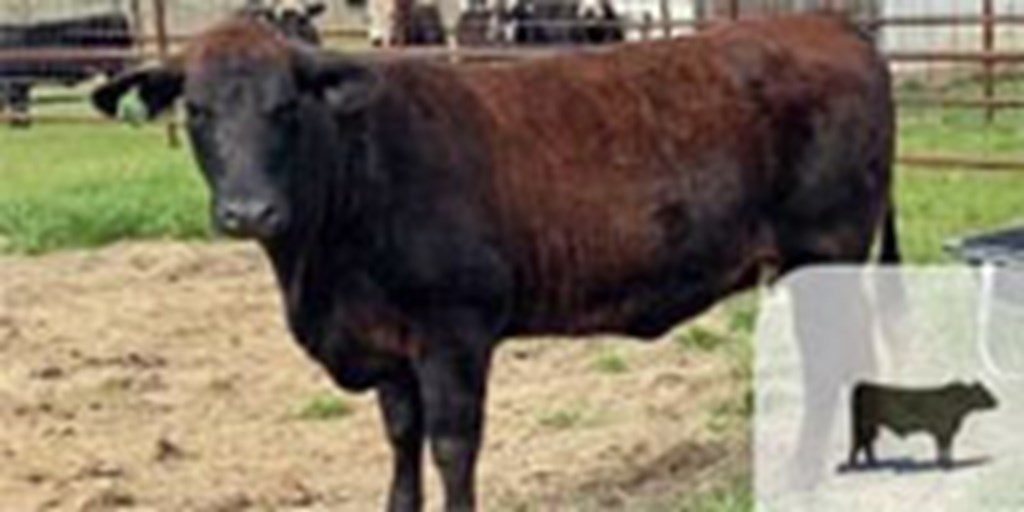 4 Angus Cross Bred Heifers... Central TX