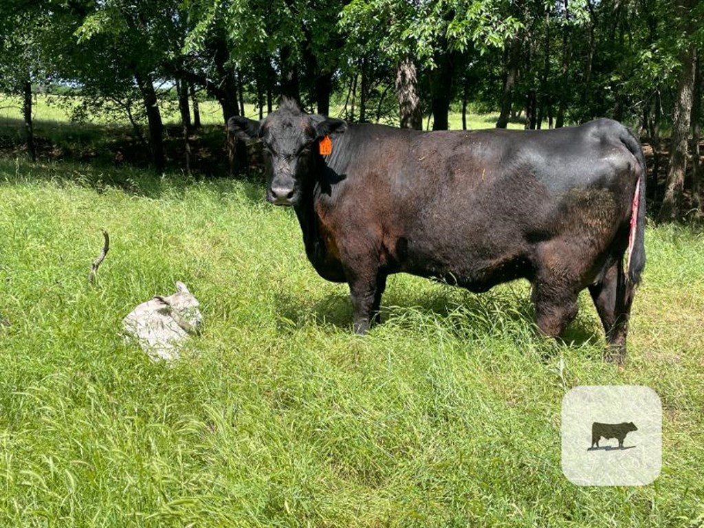 Cattle Range Listing Photo