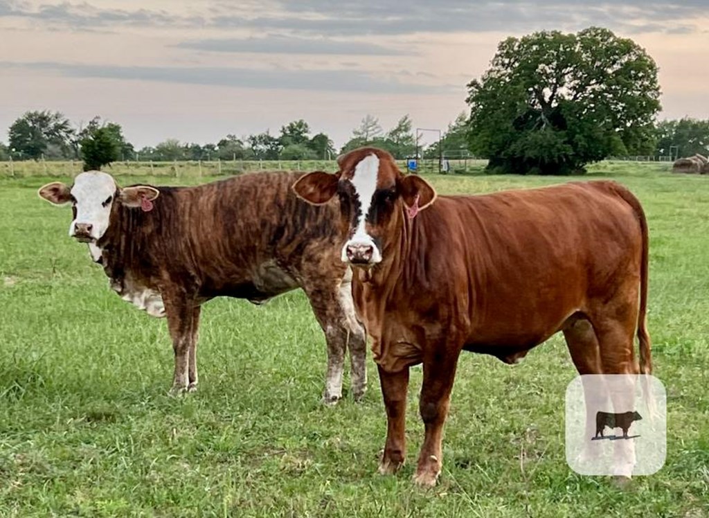 Cattle Range Listing Photo