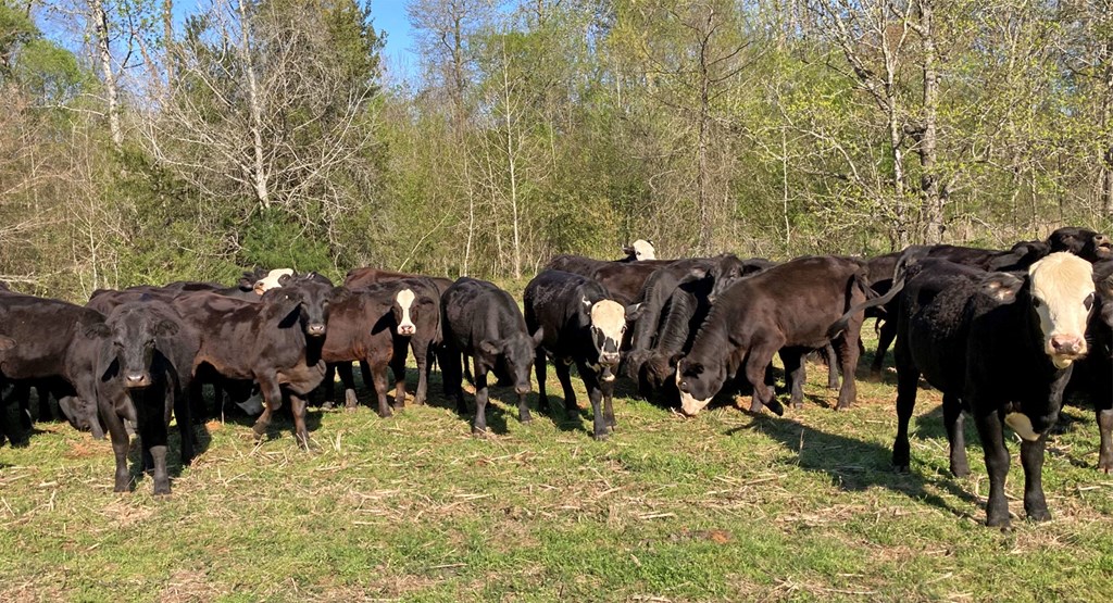 Cattle Range Listing Photo