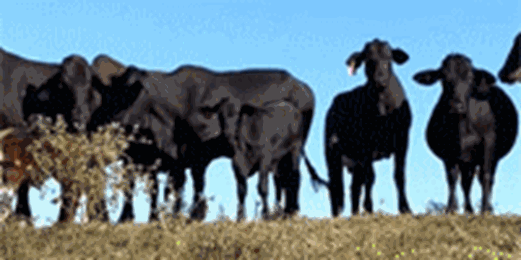 15 F1 Brangus Cows w/ 7+ Calves... Southeast AR