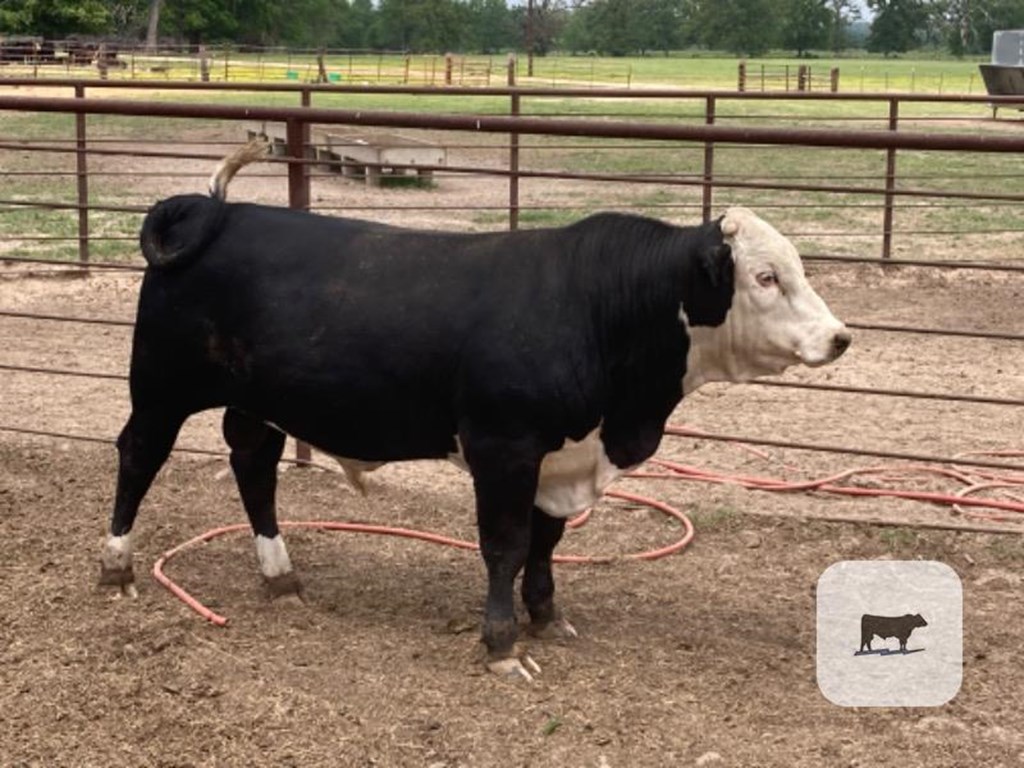Cattle Range Listing Photo