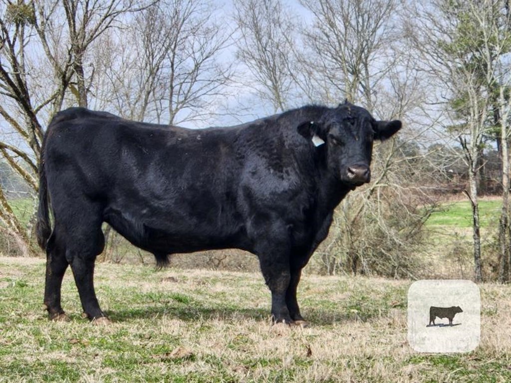 Cattle Range Listing Photo