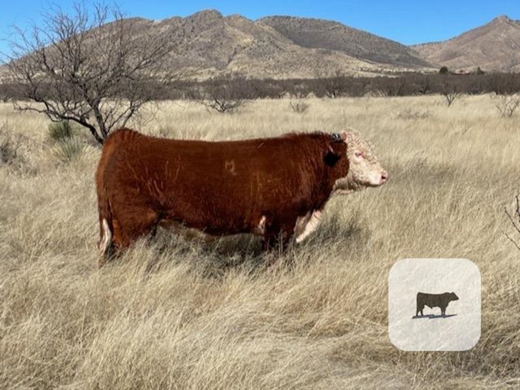 Cattle Range Listing Photo