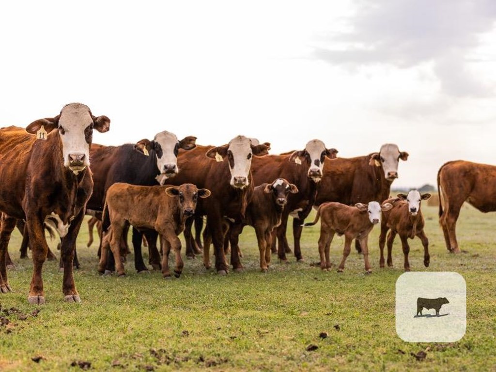Cattle Range Listing Photo