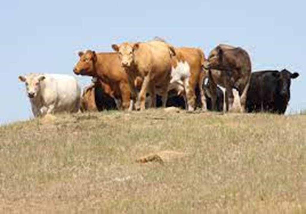 Approximately 32% of the Cattle Inventory and 36% of Hay Acreage are within Drought Areas