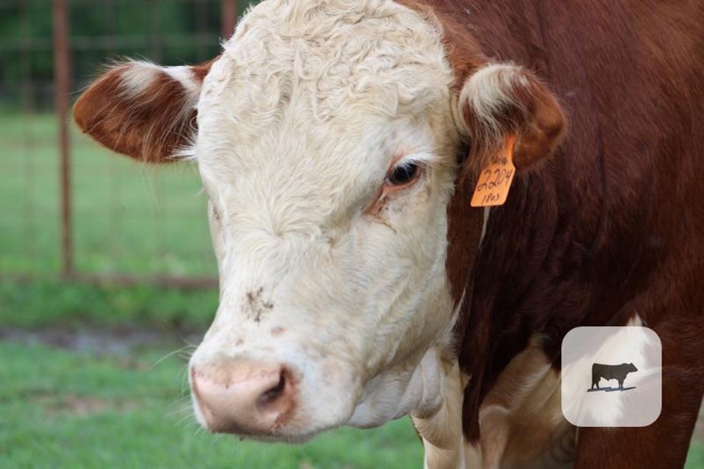 Cattle Range Listing Photo