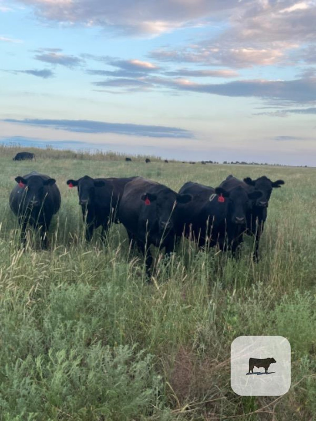 Cattle Range Listing Photo