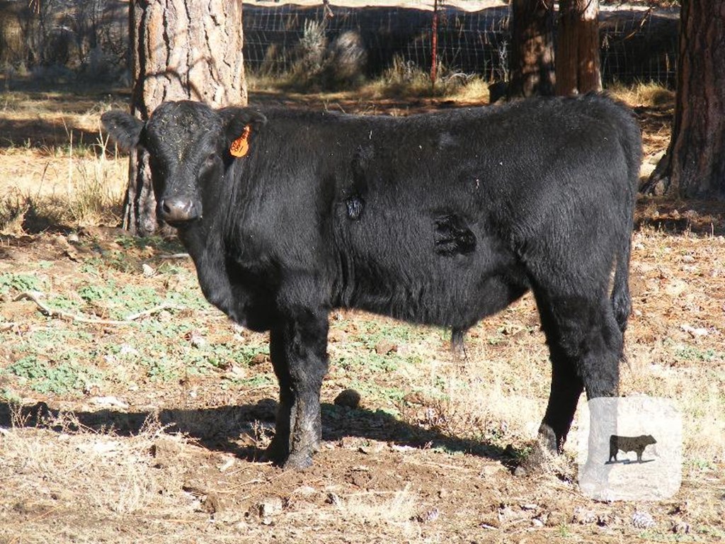 Cattle Range Listing Photo