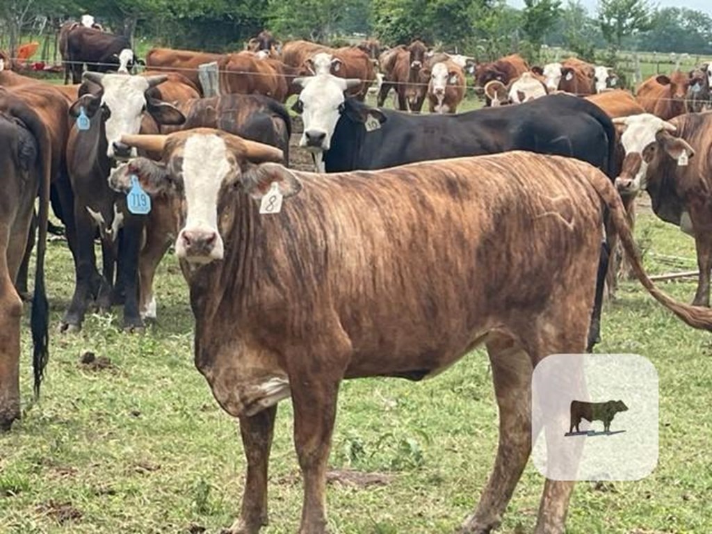 Cattle Range Listing Photo