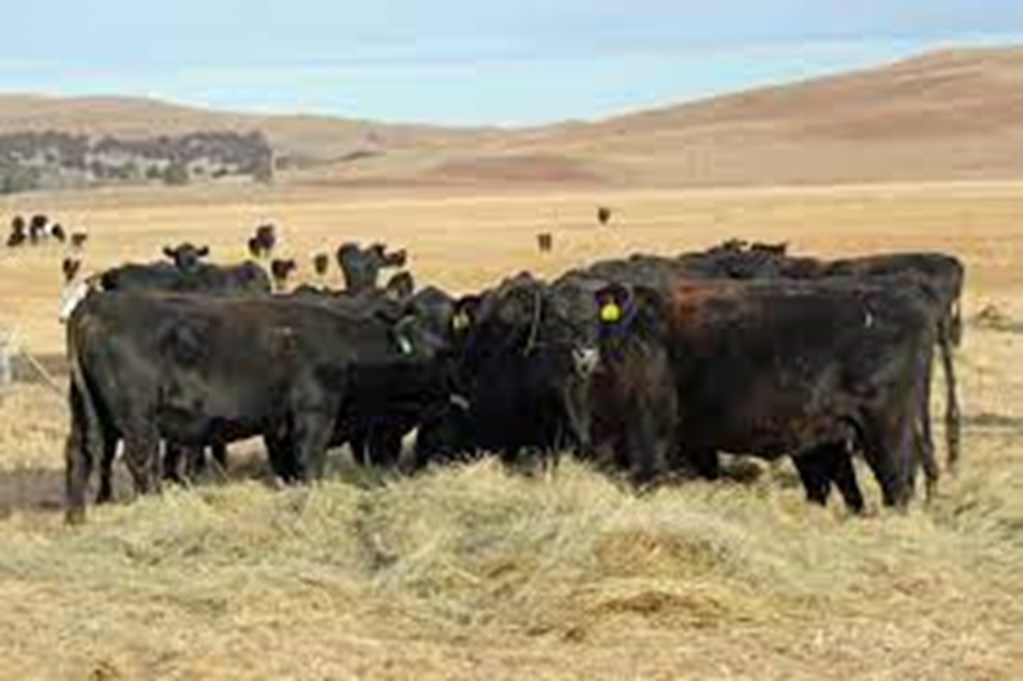 Kansas State Develops New Test for Cattle Diseases