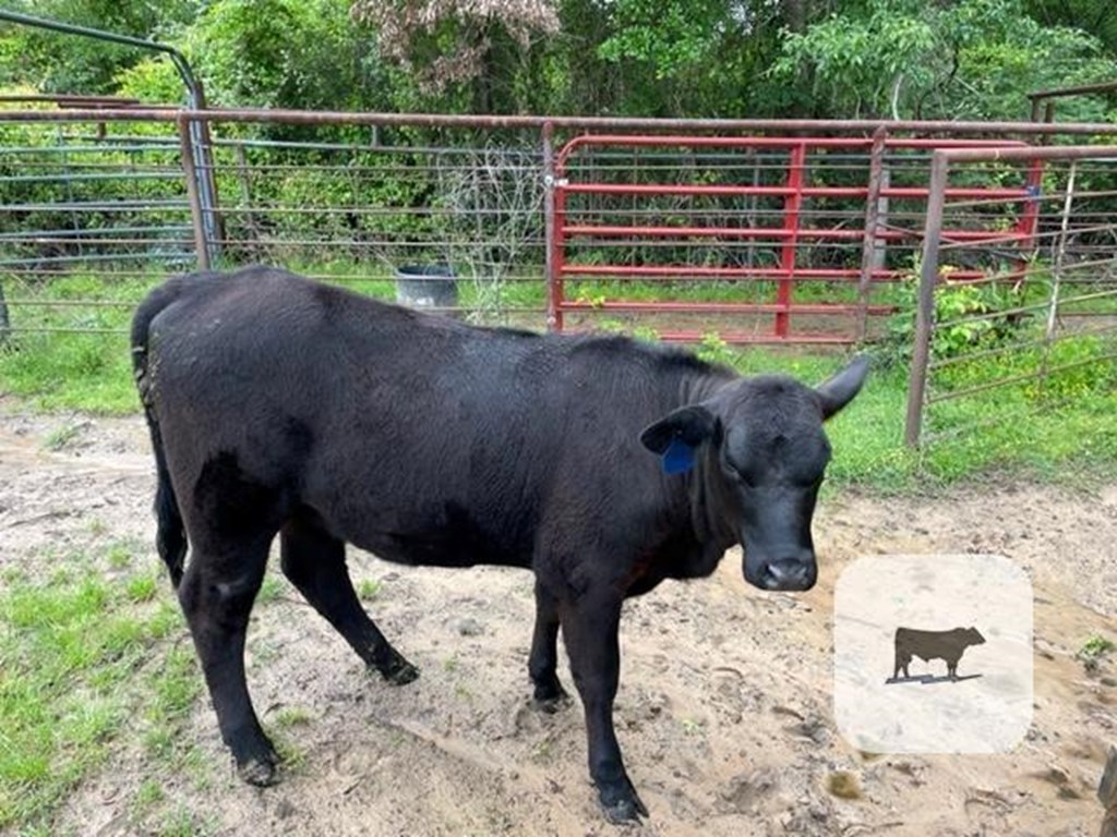 Cattle Range Listing Photo