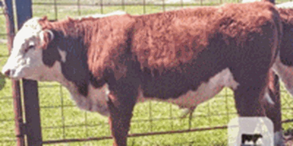 2 Reg. Polled Hereford Bulls... Northeast TX