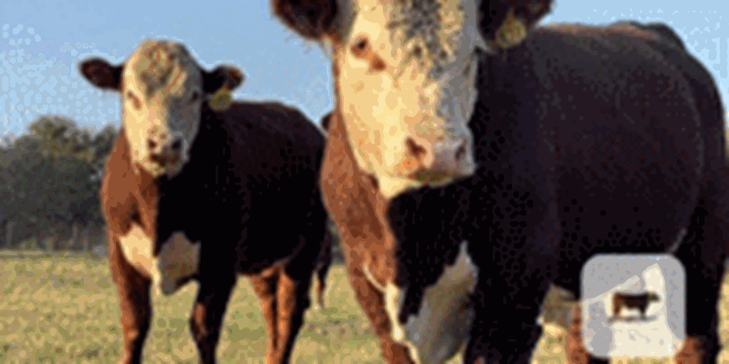 12 Reg. Polled Hereford Bulls... N Central TX