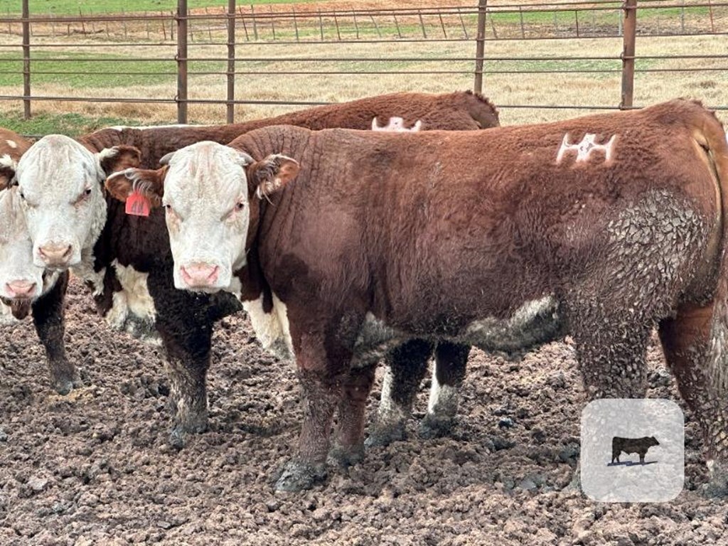 Cattle Range Listing Photo