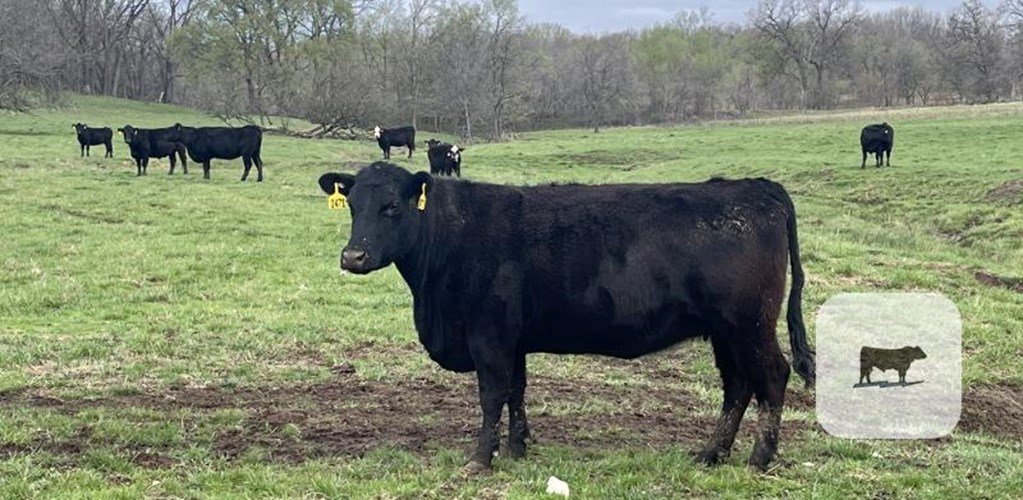 Cattle Range Listing Photo