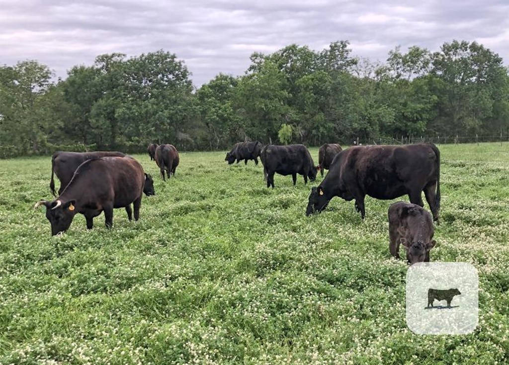 Cattle Range Listing Photo