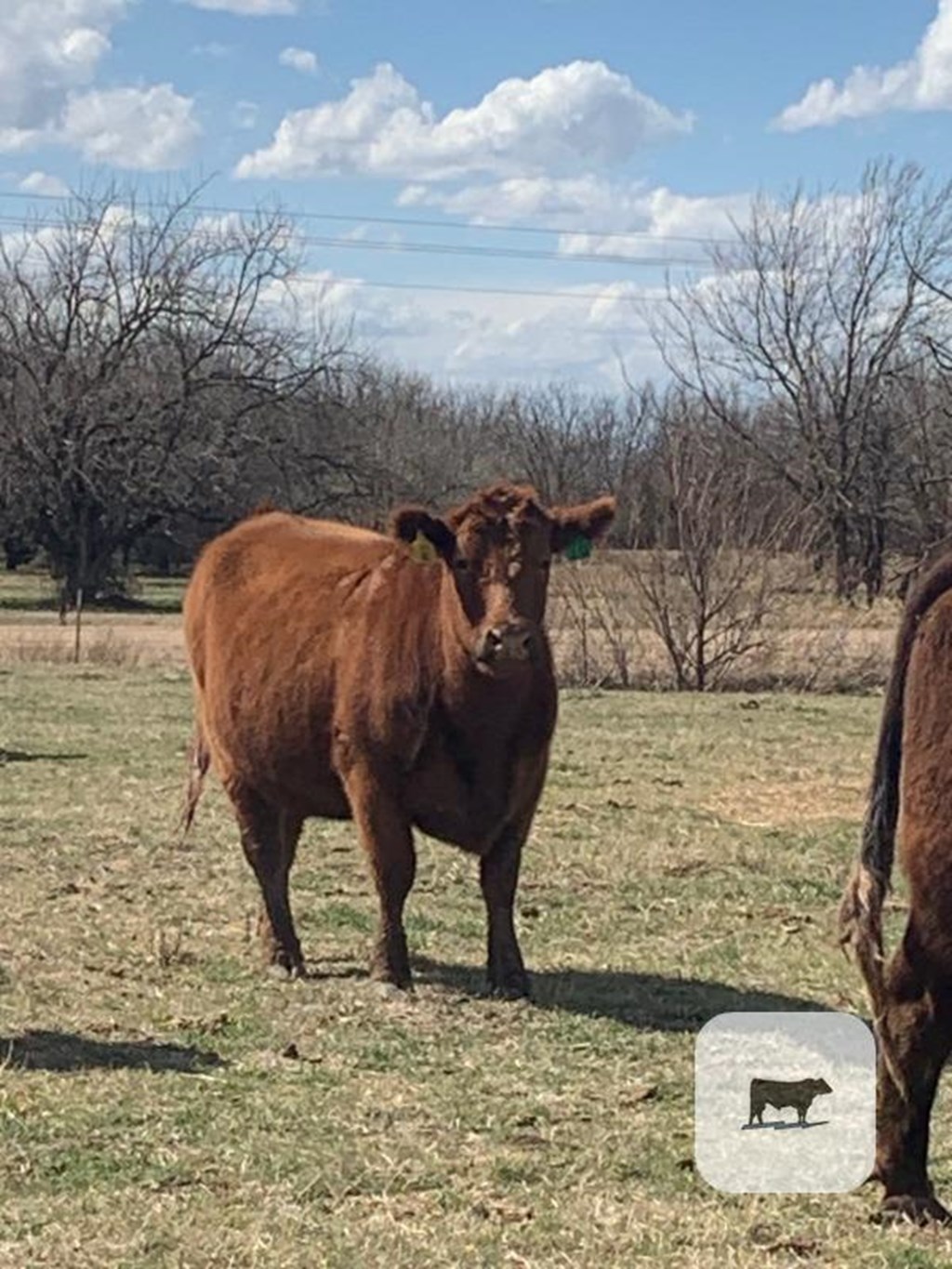 Cattle Range Listing Photo