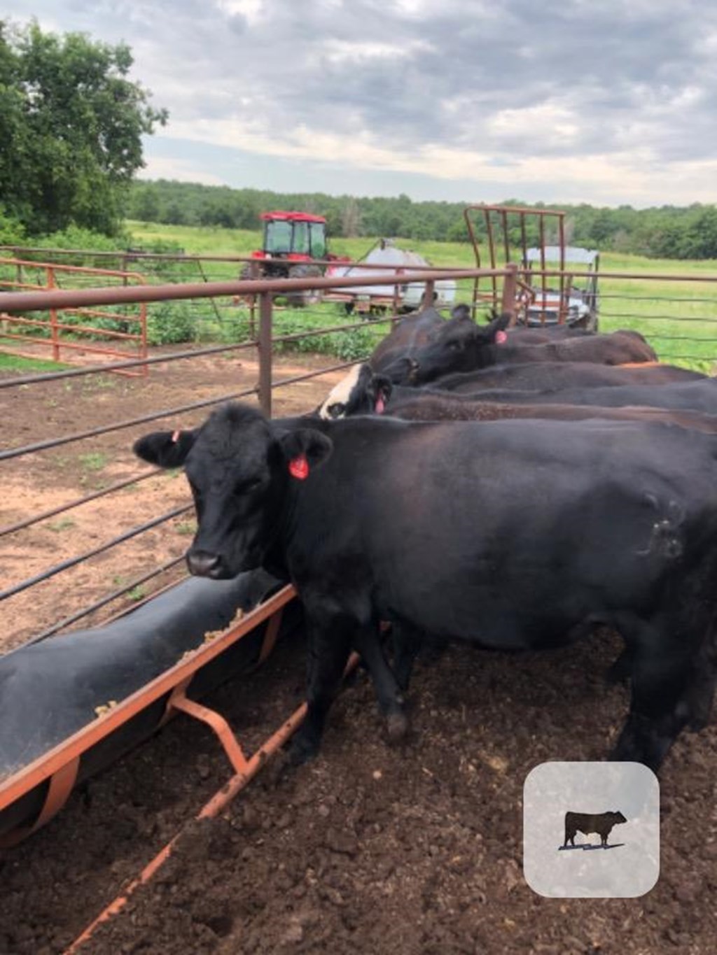 Cattle Range Listing Photo
