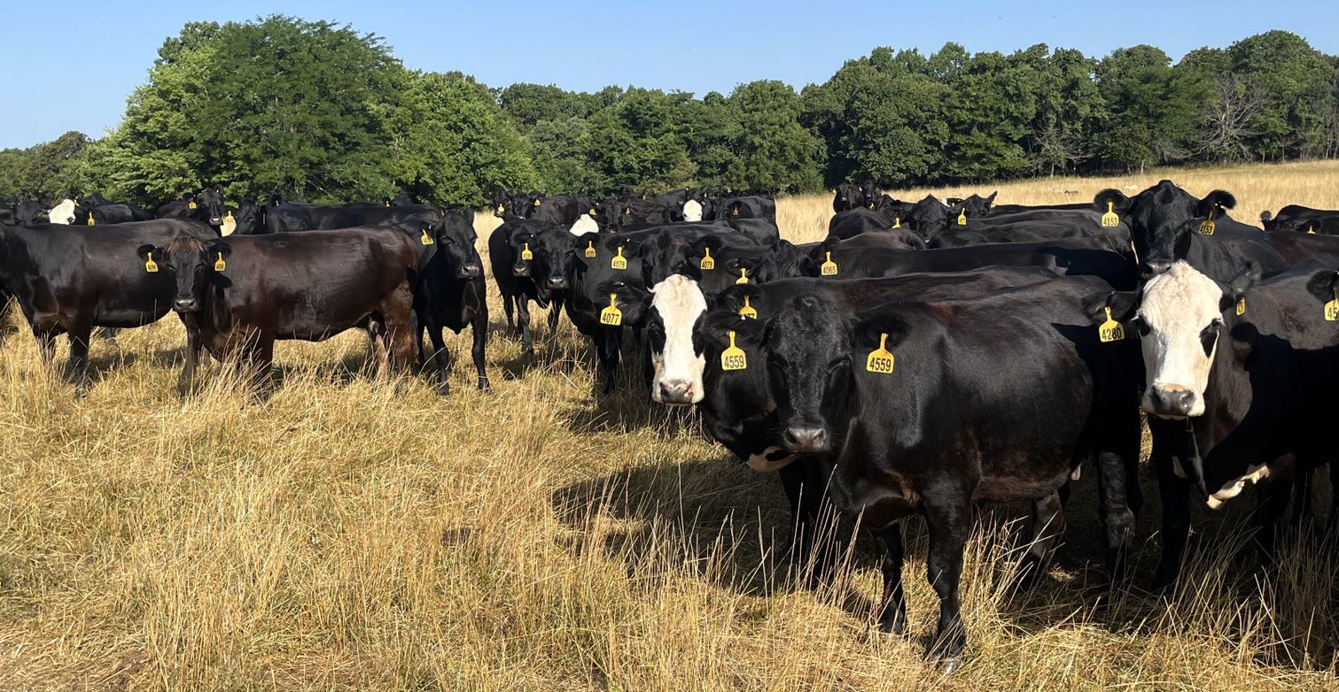 Feed Cattle Through Drought or Sell Cows Now?