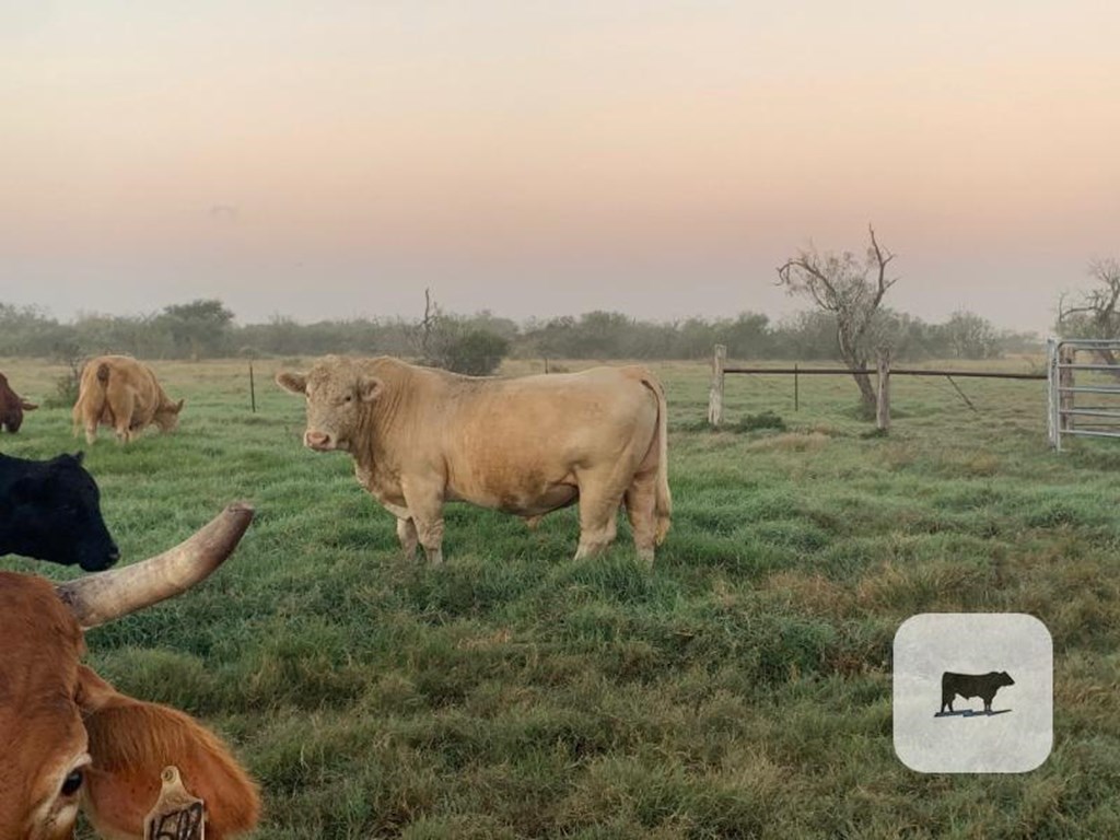 Cattle Range Listing Photo