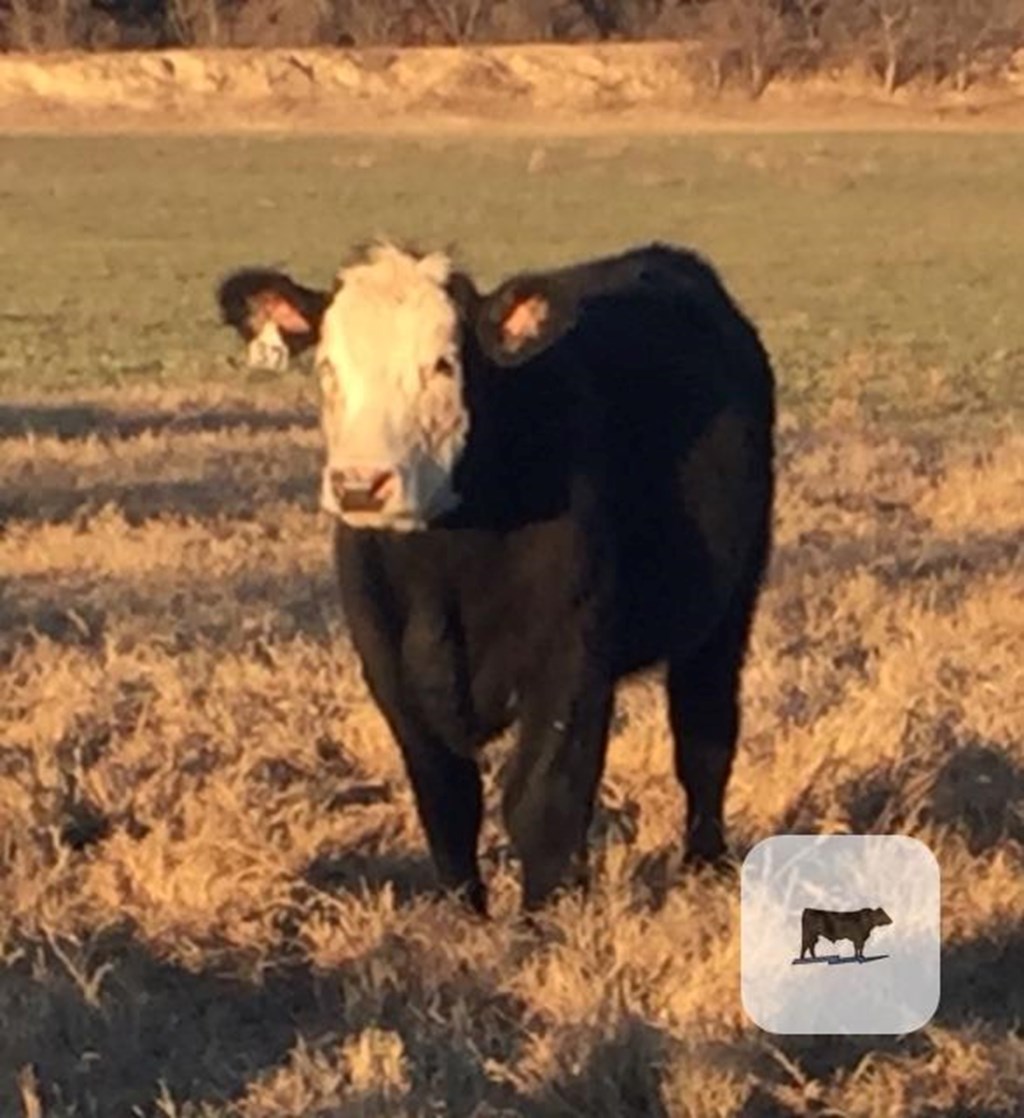 Cattle Range Listing Photo