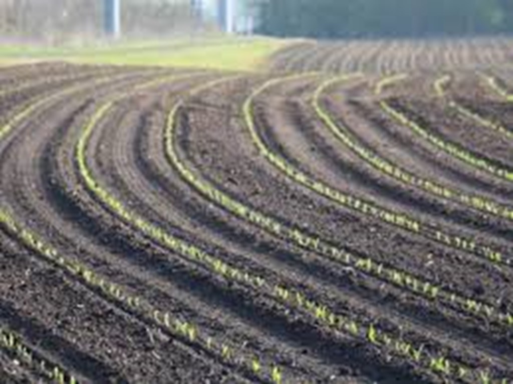 Corn Crop Planted & Emerged as of 5/12/24