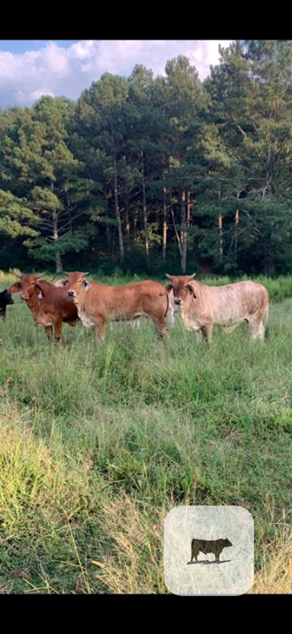 Cattle Range Listing Photo