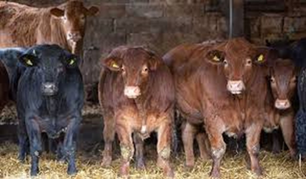 Acidosis in Cattle: Here's What You Need to Know