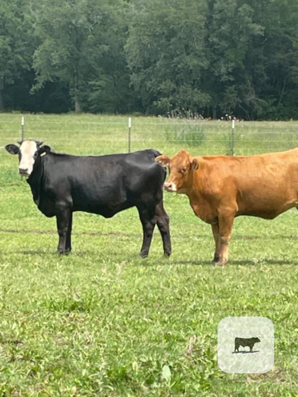 Cattle Range Listing Photo