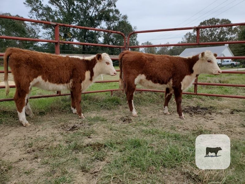 Cattle Range Listing Photo