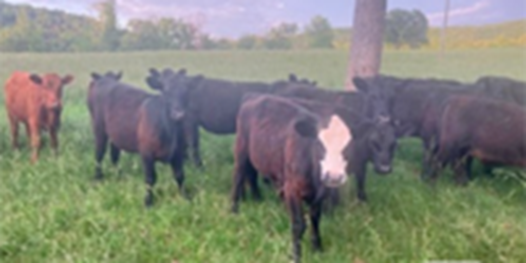15 Angus Rep. Heifers... Southeast MO