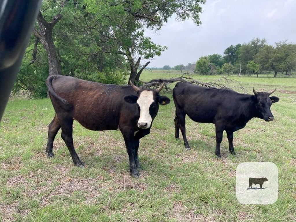 Cattle Range Listing Photo