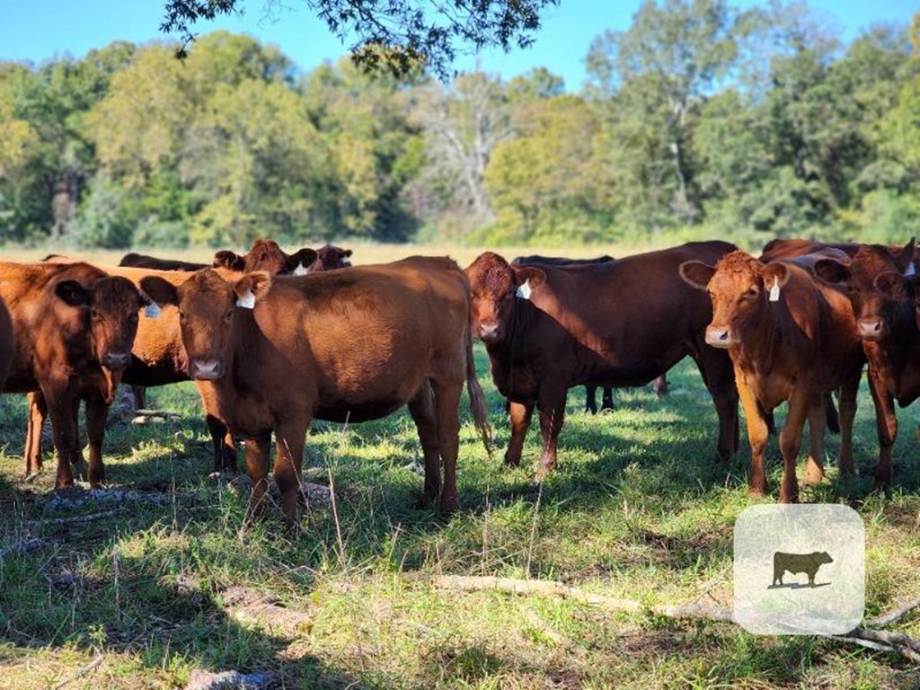 Cattle Range Listing Photo