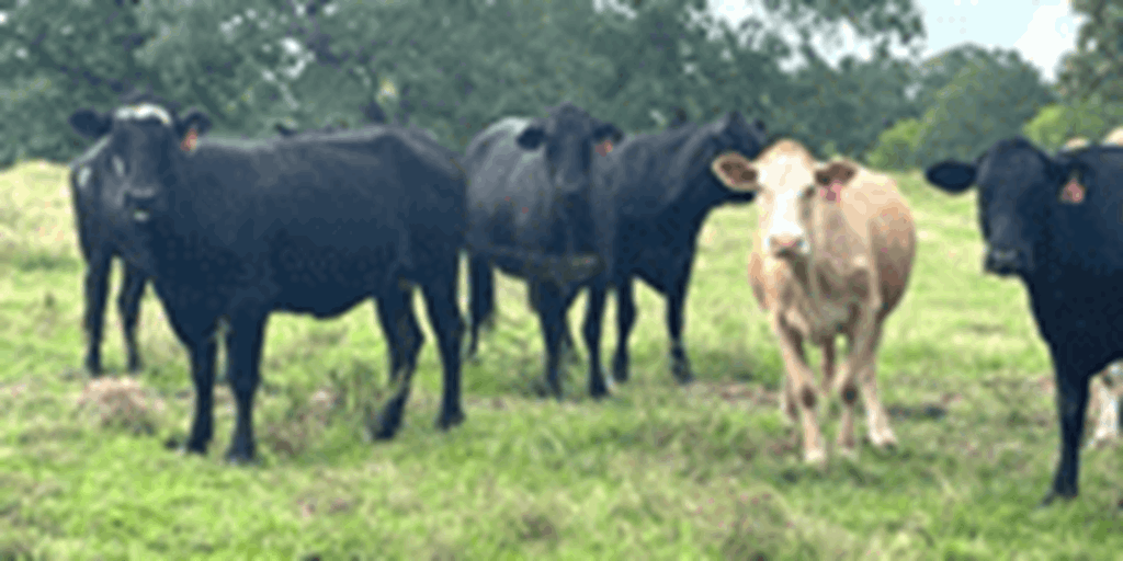 45 Crossbred Cows... East TX