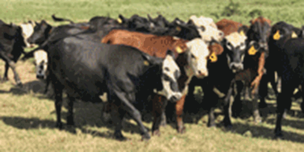 100 Crossbred Bred Heifers... Southeast OK
