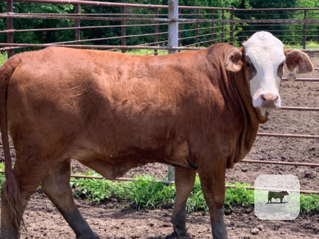 Cattle Range Listing Photo