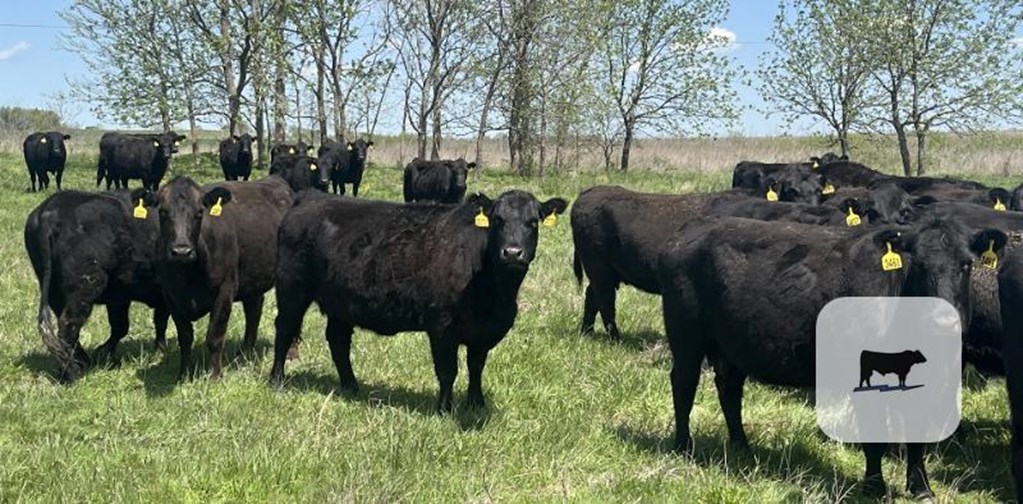 Cattle Range Listing Photo