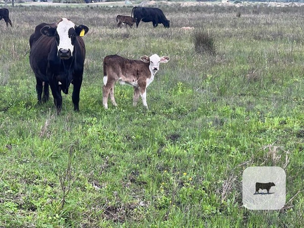 Cattle Range Listing Photo
