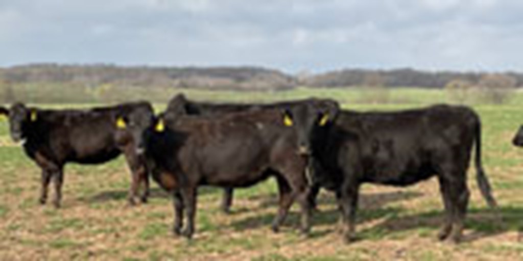 40 Angus, BWF, Red Angus, & RWF Cows... Southwest MO
