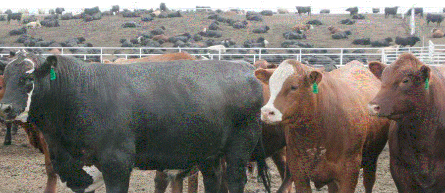 CME Live Cattle Futures Fall on Lagging Slaughter Rates
