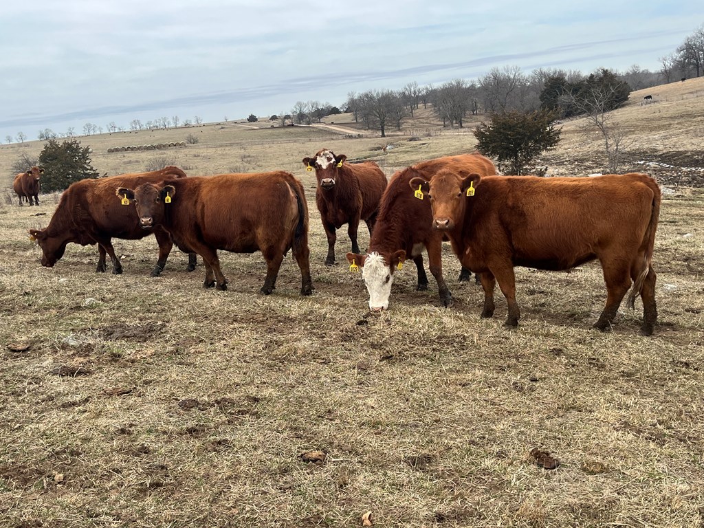 Calculating Depreciation in the Cow Herd