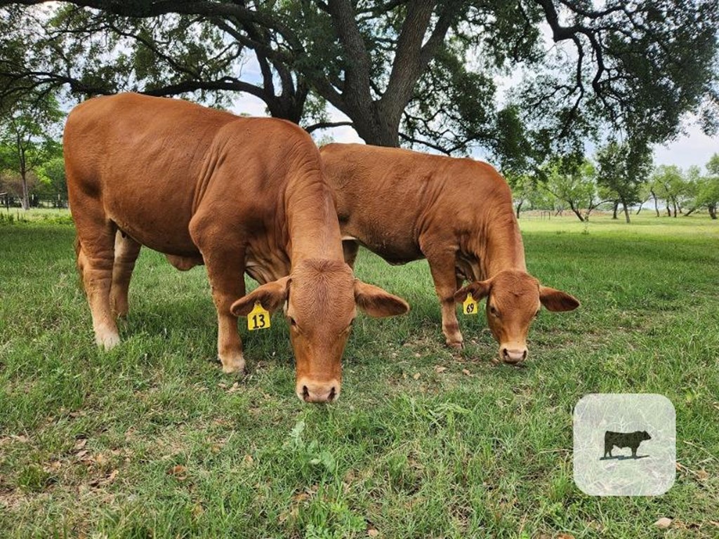 Cattle Range Listing Photo