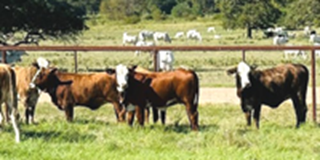 87 Braford/Tigerstripe Rep. Heifers... East TX